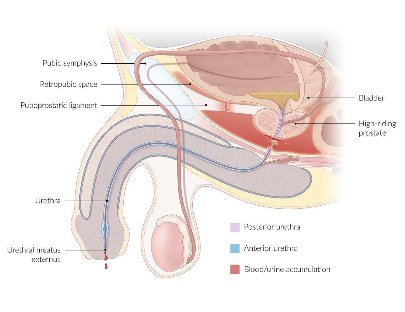 Structure of Urethra